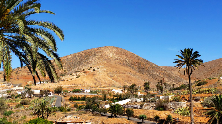 Palm trees with desert like hills