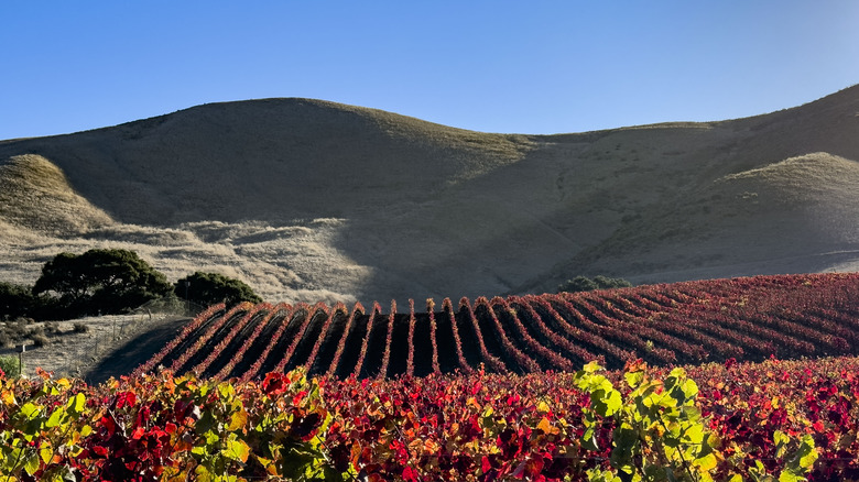 Gorgeous vineyards in Buellton